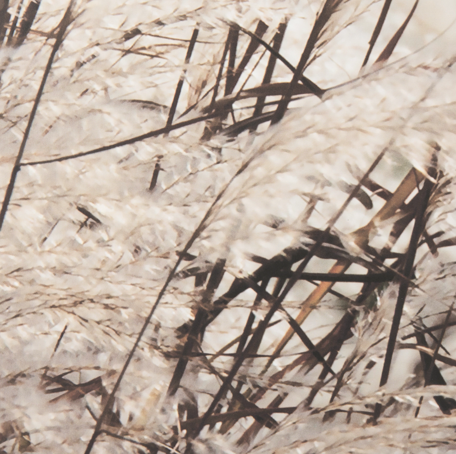 Nature's Melody Set of 2 Wall Art: 2nd Up-Close Print View