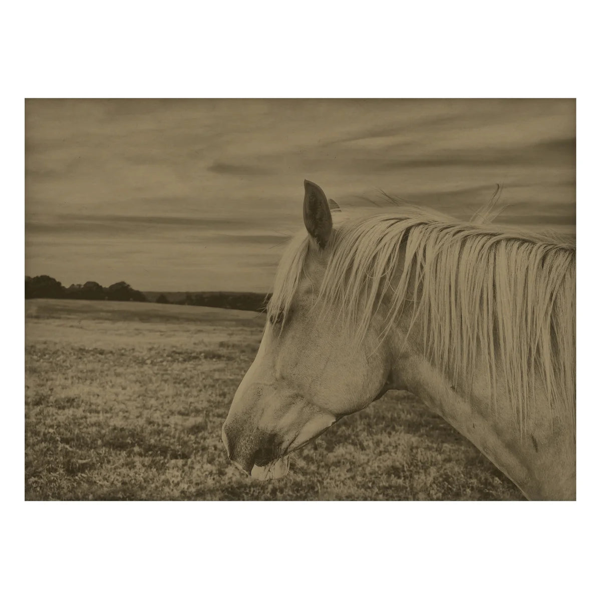 Horse in a Field Artwork in Ash Frame - shop large wall art in Portland at City Home PDX