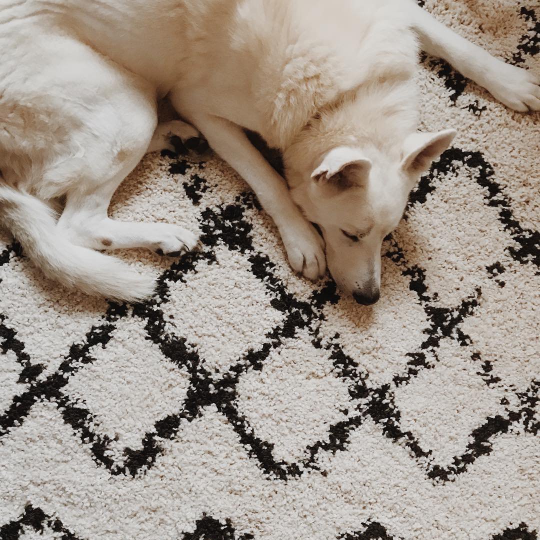 Ivory & Dark Brown Scout Rug - Surya