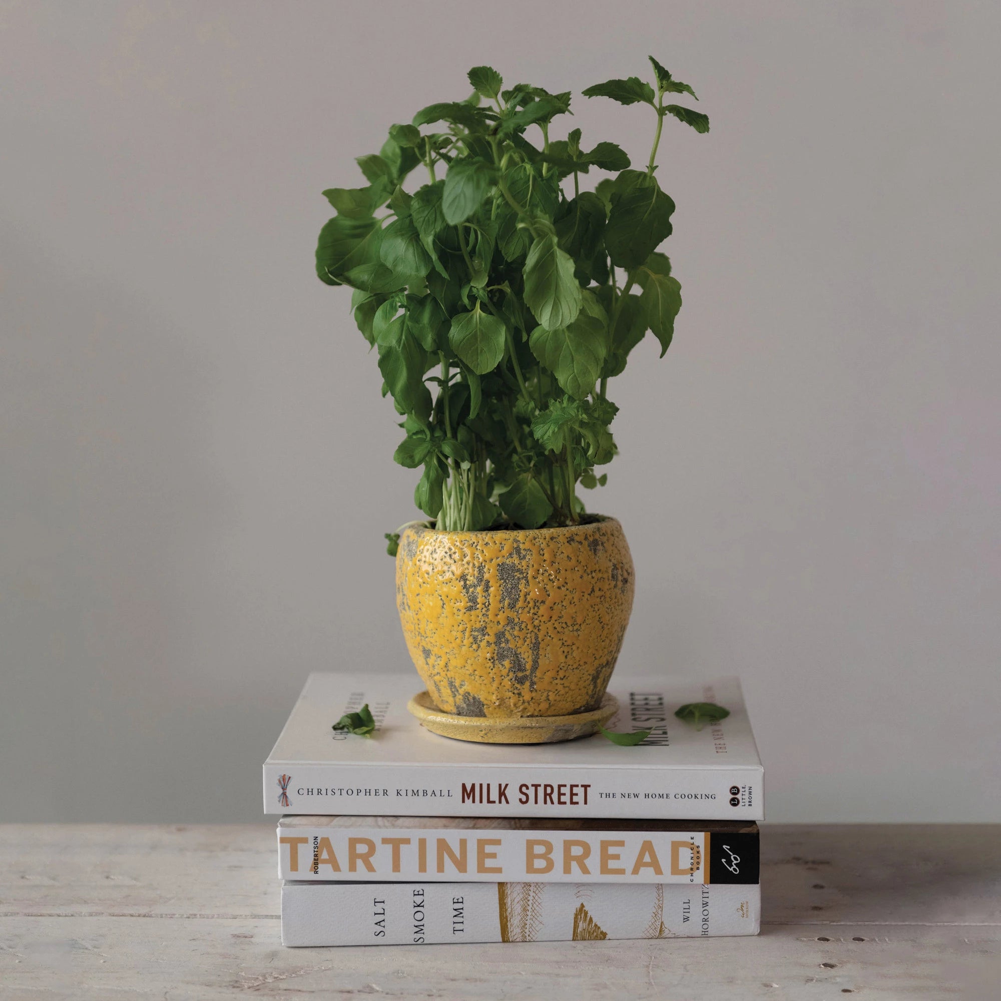Distressed planter with saucer styled on books