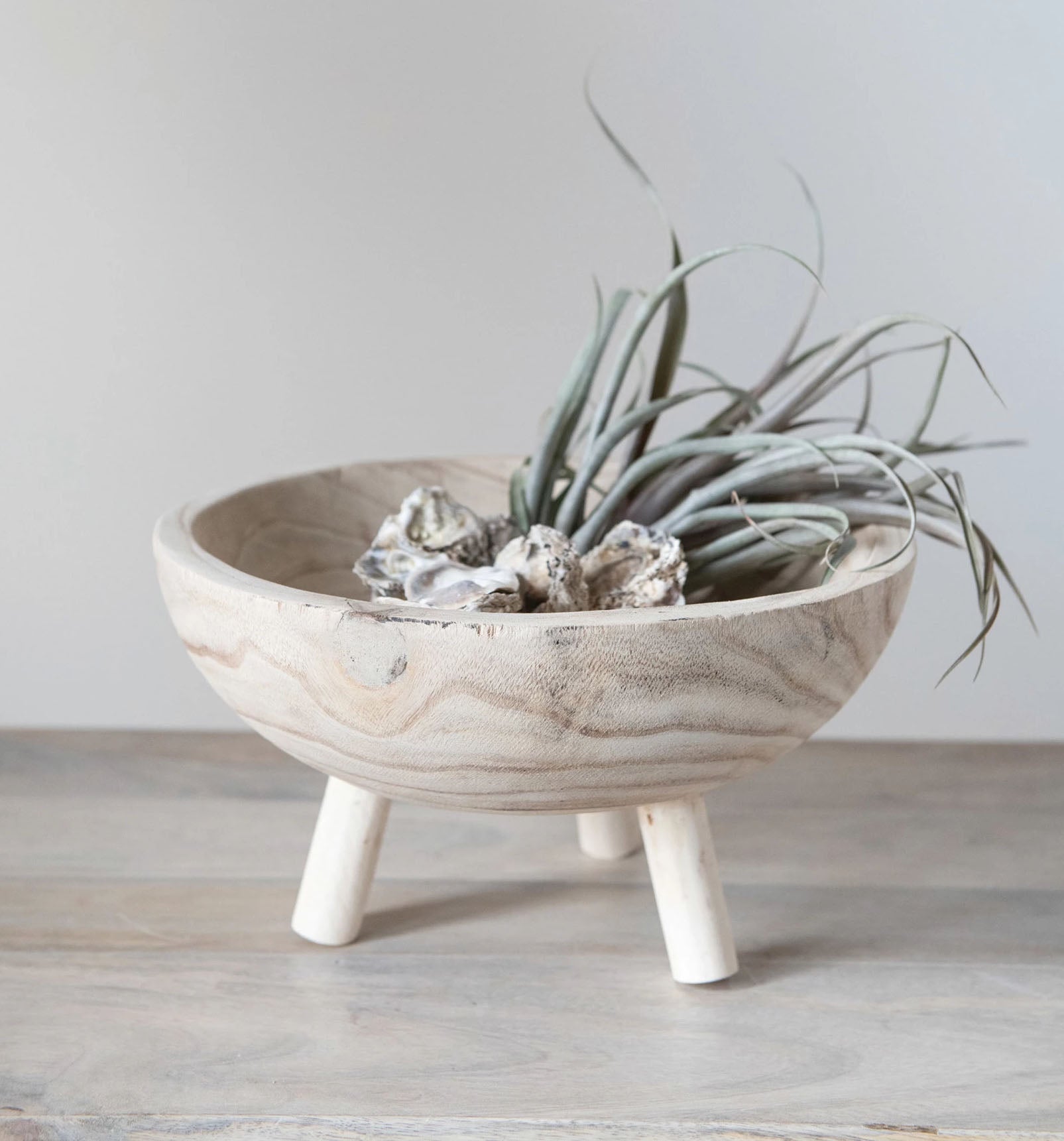 Decorative paulownia natural wood bowl styled with tillandsia and shells