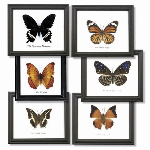 Butterfly Specimens - World Buyers