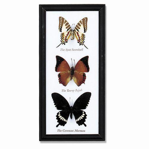 Butterfly Triple Specimens - World Buyers